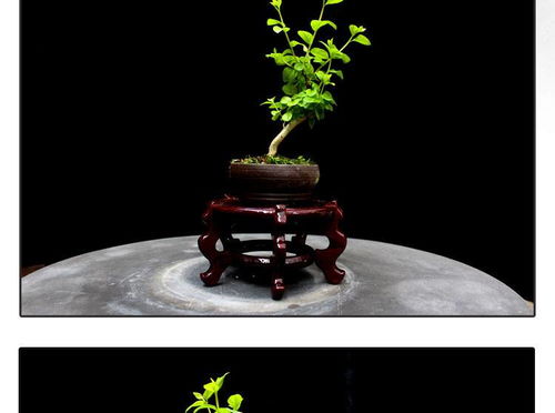 方寸间的诗意与清新 如皋紫薇微型盆景，打造桌面素雅文艺空间
