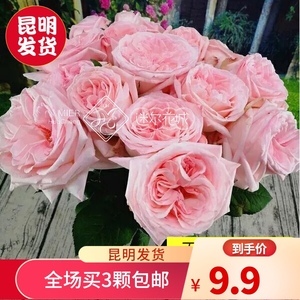 欧月浓香月季 承载情感与品味的臻选礼品花卉