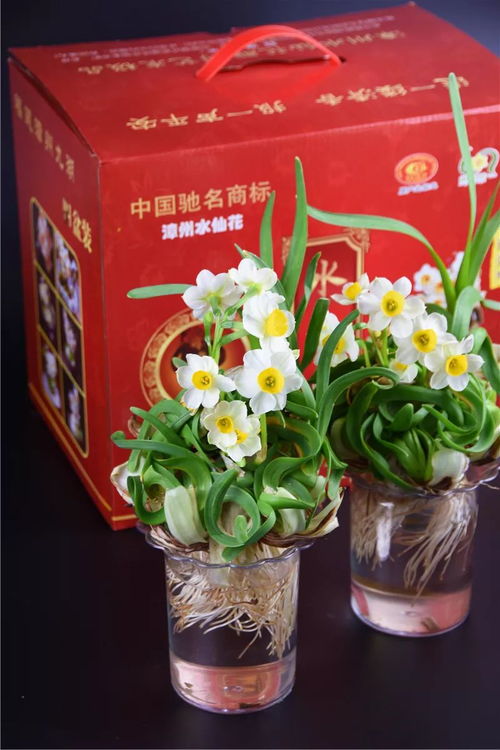 仙气年礼来袭 99元秒杀花技大师专属定制水仙新春豪华礼盒，顺丰包邮送礼佳选